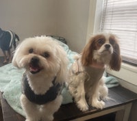 two dogs in sweaters sitting on a table in front of a window