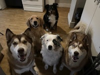 a group of dogs standing in a kitchen