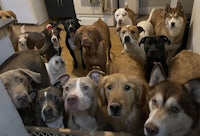 a group of dogs standing in a kitchen
