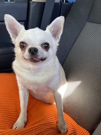 a white chihuahua sitting in the back seat of a car