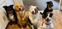 a group of dogs posing for a picture