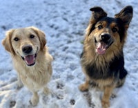 two golden retrievers standing in the snow