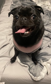 a black pug sitting on a bed with his tongue out